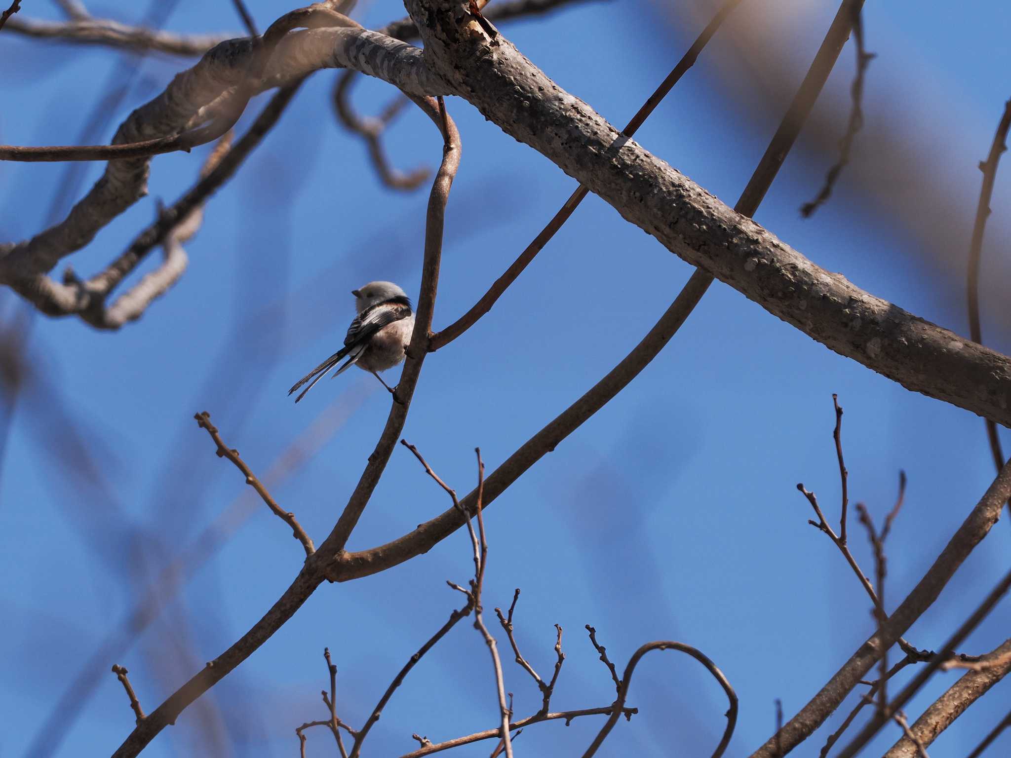 Long-tailed tit(japonicus)