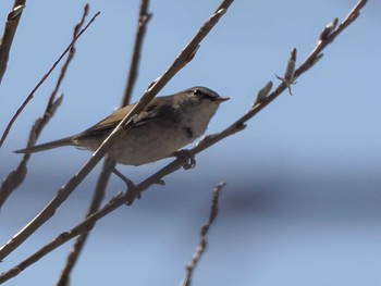 Japanese Bush Warbler 宮城沢林道(札幌市西区) Sat, 4/13/2024