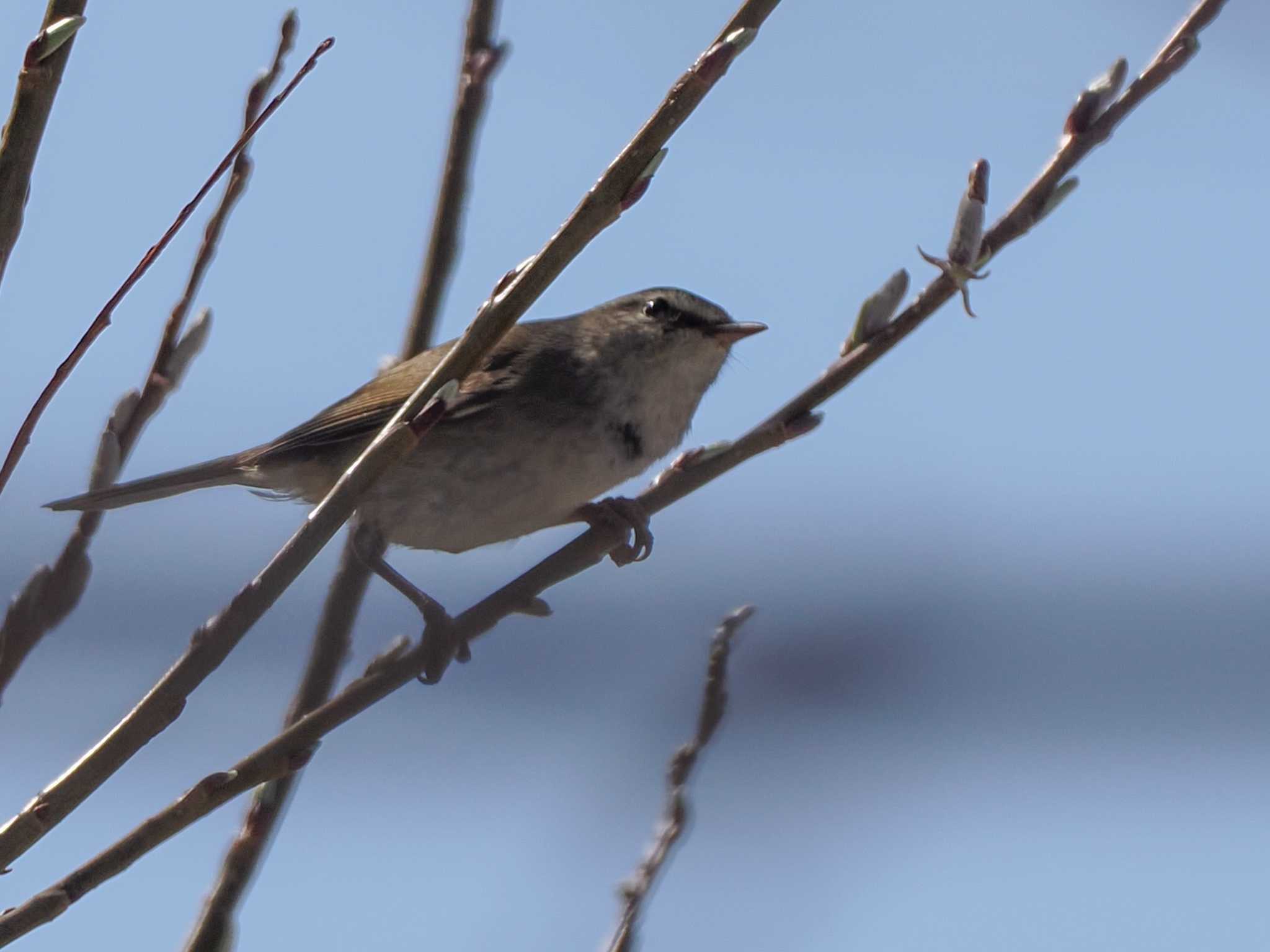 Photo of Japanese Bush Warbler at 宮城沢林道(札幌市西区) by 98_Ark (98ｱｰｸ)