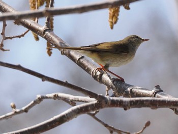 Japanese Bush Warbler 宮城沢林道(札幌市西区) Sat, 4/13/2024