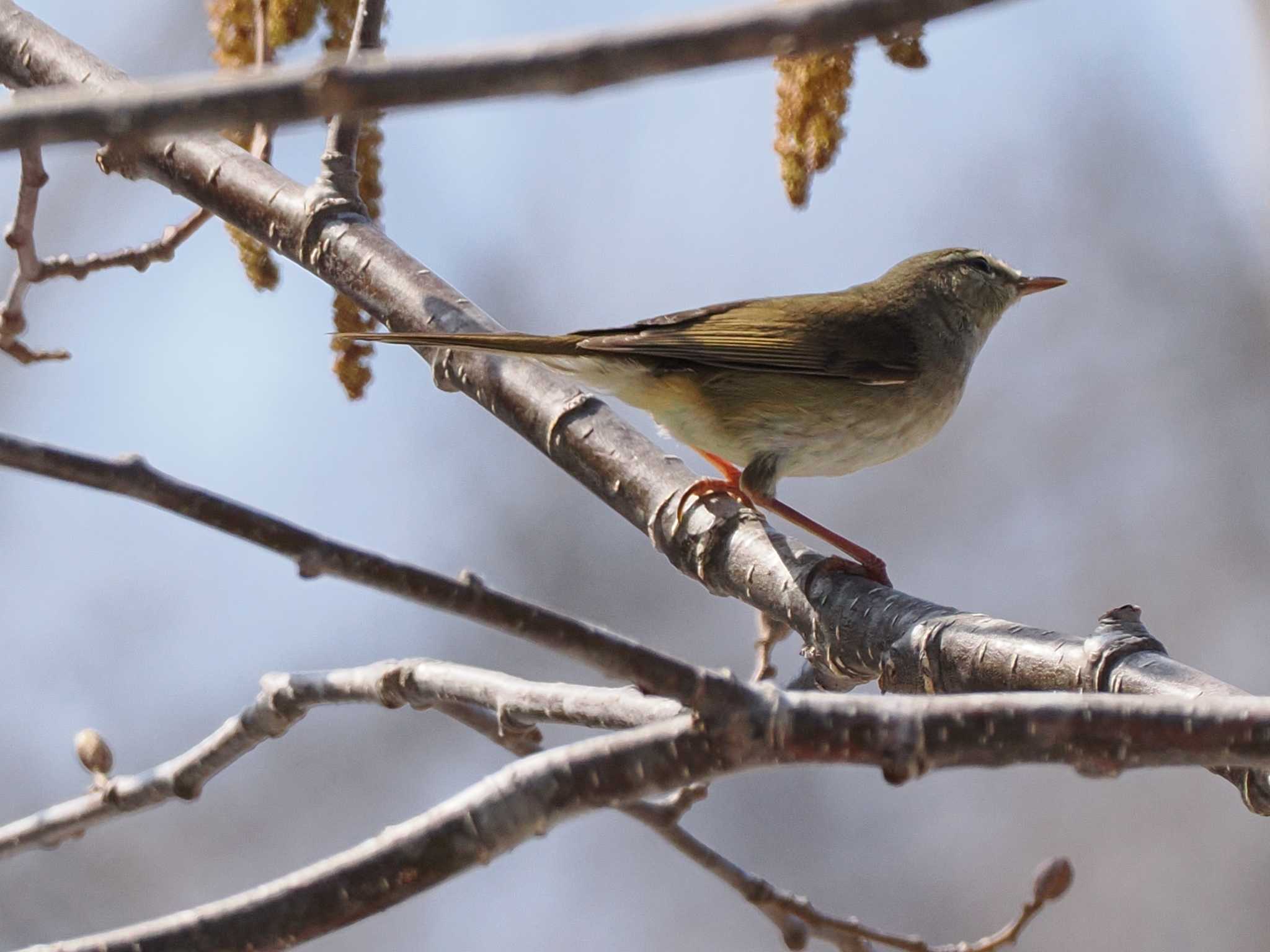 Photo of Japanese Bush Warbler at 宮城沢林道(札幌市西区) by 98_Ark (98ｱｰｸ)