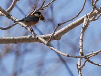 Varied Tit 宮城沢林道(札幌市西区) Sat, 4/13/2024