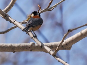 Varied Tit 宮城沢林道(札幌市西区) Sat, 4/13/2024