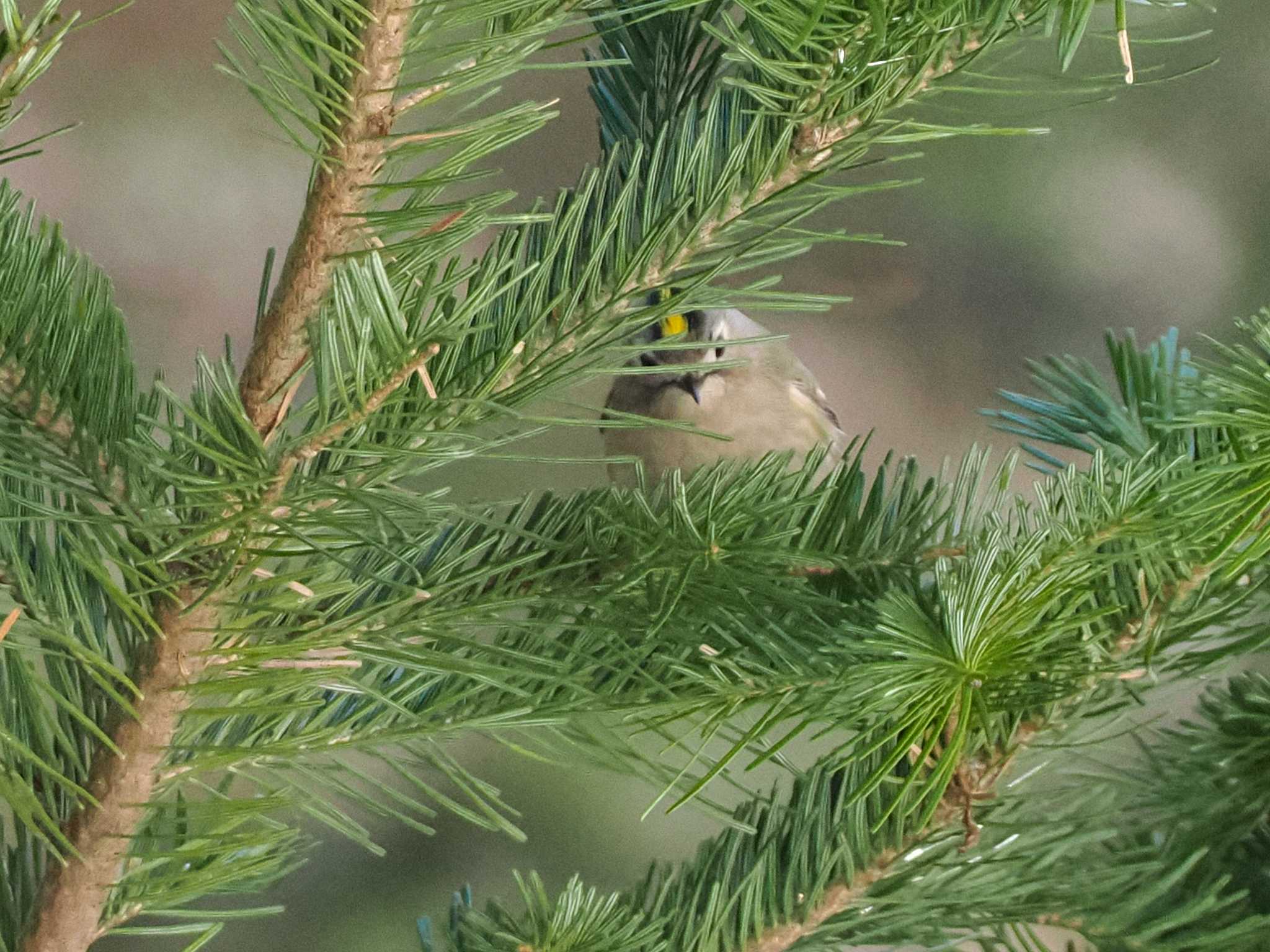 Photo of Goldcrest at 宮城沢林道(札幌市西区) by 98_Ark (98ｱｰｸ)