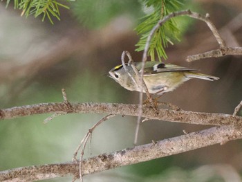 Goldcrest 宮城沢林道(札幌市西区) Sat, 4/13/2024