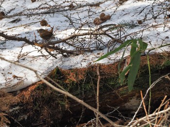 Eurasian Wren 宮城沢林道(札幌市西区) Sat, 4/13/2024