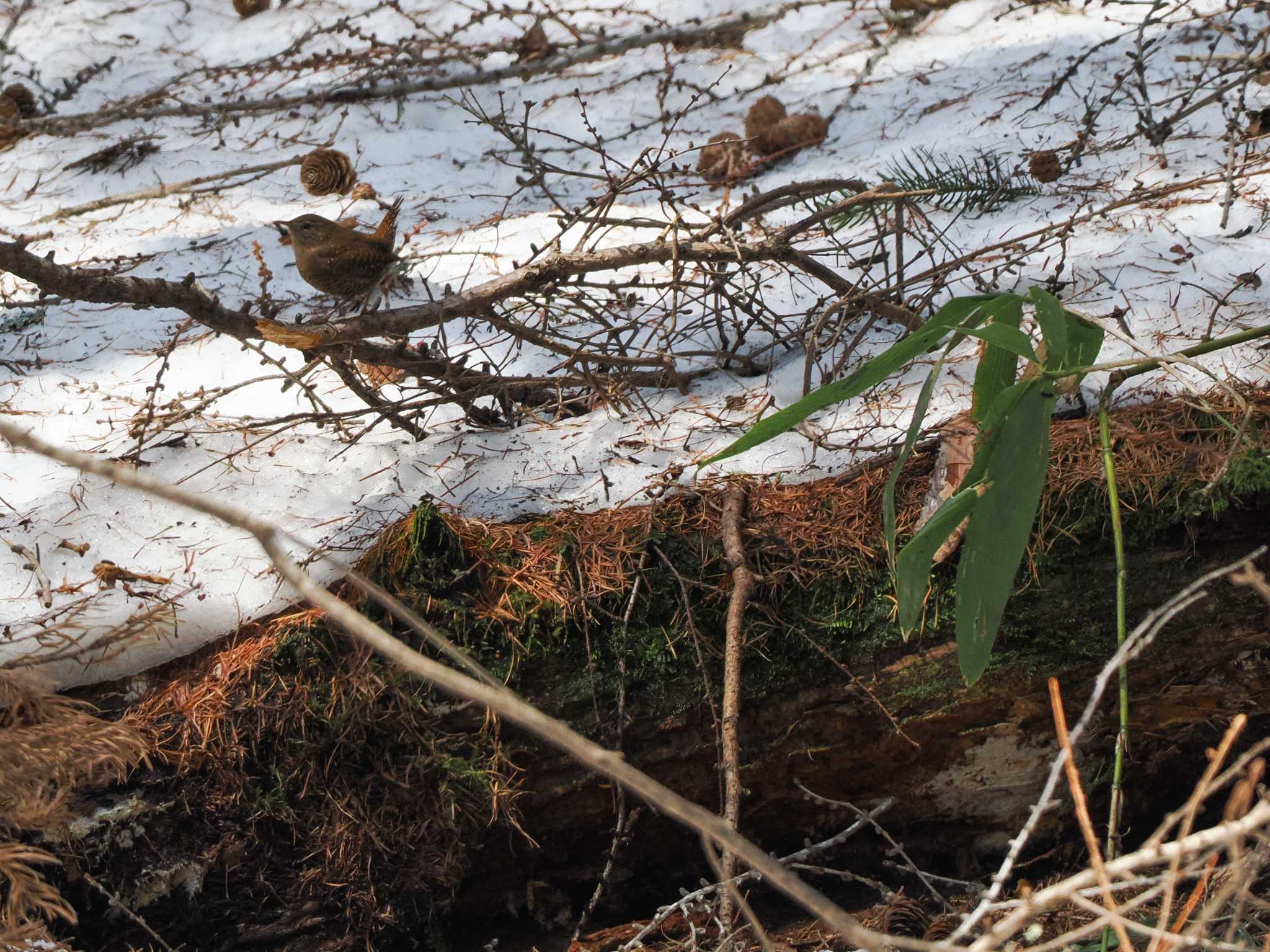 Photo of Eurasian Wren at 宮城沢林道(札幌市西区) by 98_Ark (98ｱｰｸ)