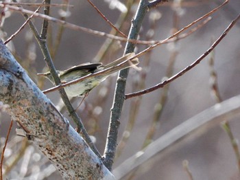 Japanese Bush Warbler 宮城沢林道(札幌市西区) Sat, 4/13/2024