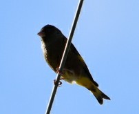 Grey-capped Greenfinch 兵庫県三木市志染町窟屋 Mon, 12/24/2018