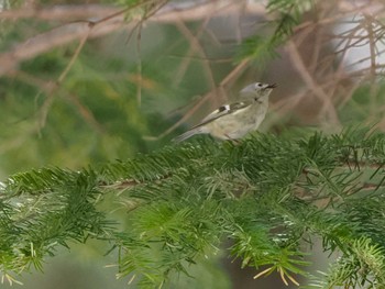 Goldcrest 宮城沢林道(札幌市西区) Sat, 4/13/2024