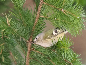 Goldcrest 宮城沢林道(札幌市西区) Sat, 4/13/2024