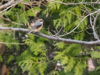 Bull-headed Shrike 五天山公園(札幌市西区) Sat, 4/13/2024