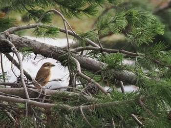 Bull-headed Shrike 五天山公園(札幌市西区) Sat, 4/13/2024