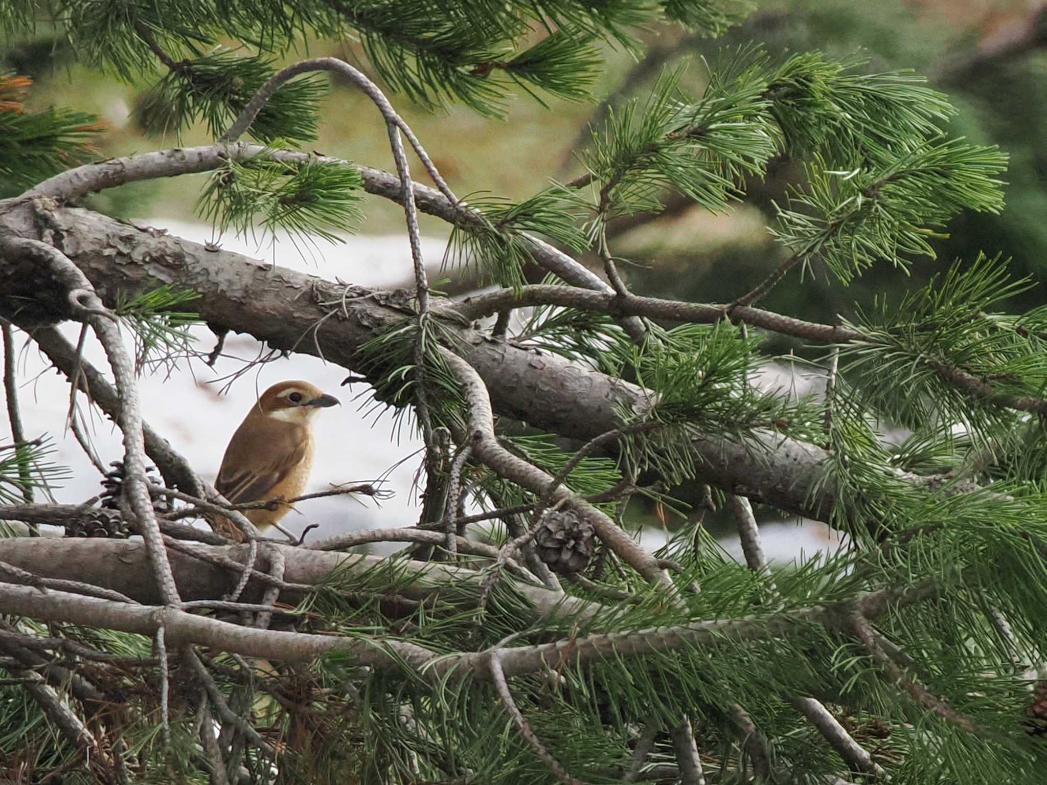 Photo of Bull-headed Shrike at 五天山公園(札幌市西区) by 98_Ark (98ｱｰｸ)