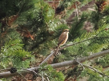 Bull-headed Shrike 五天山公園(札幌市西区) Sat, 4/13/2024