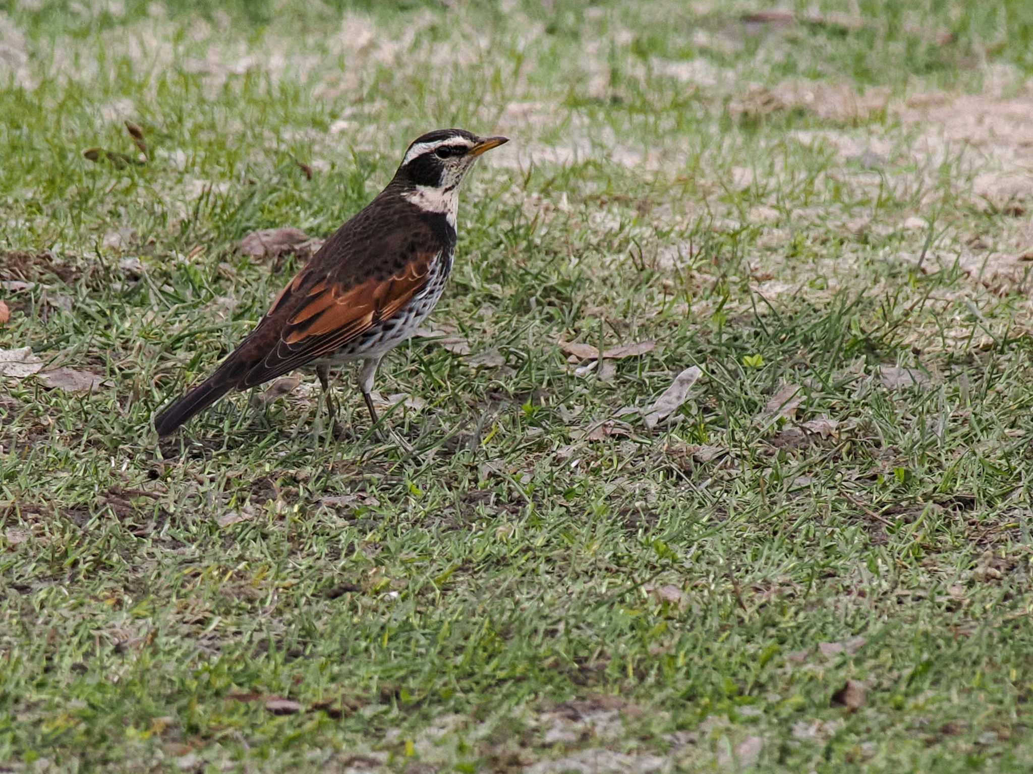 Dusky Thrush