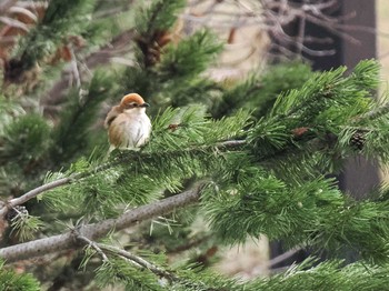 Bull-headed Shrike 五天山公園(札幌市西区) Sat, 4/13/2024