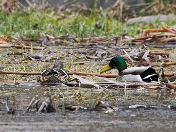 Mallard 五天山公園(札幌市西区) Sat, 4/13/2024