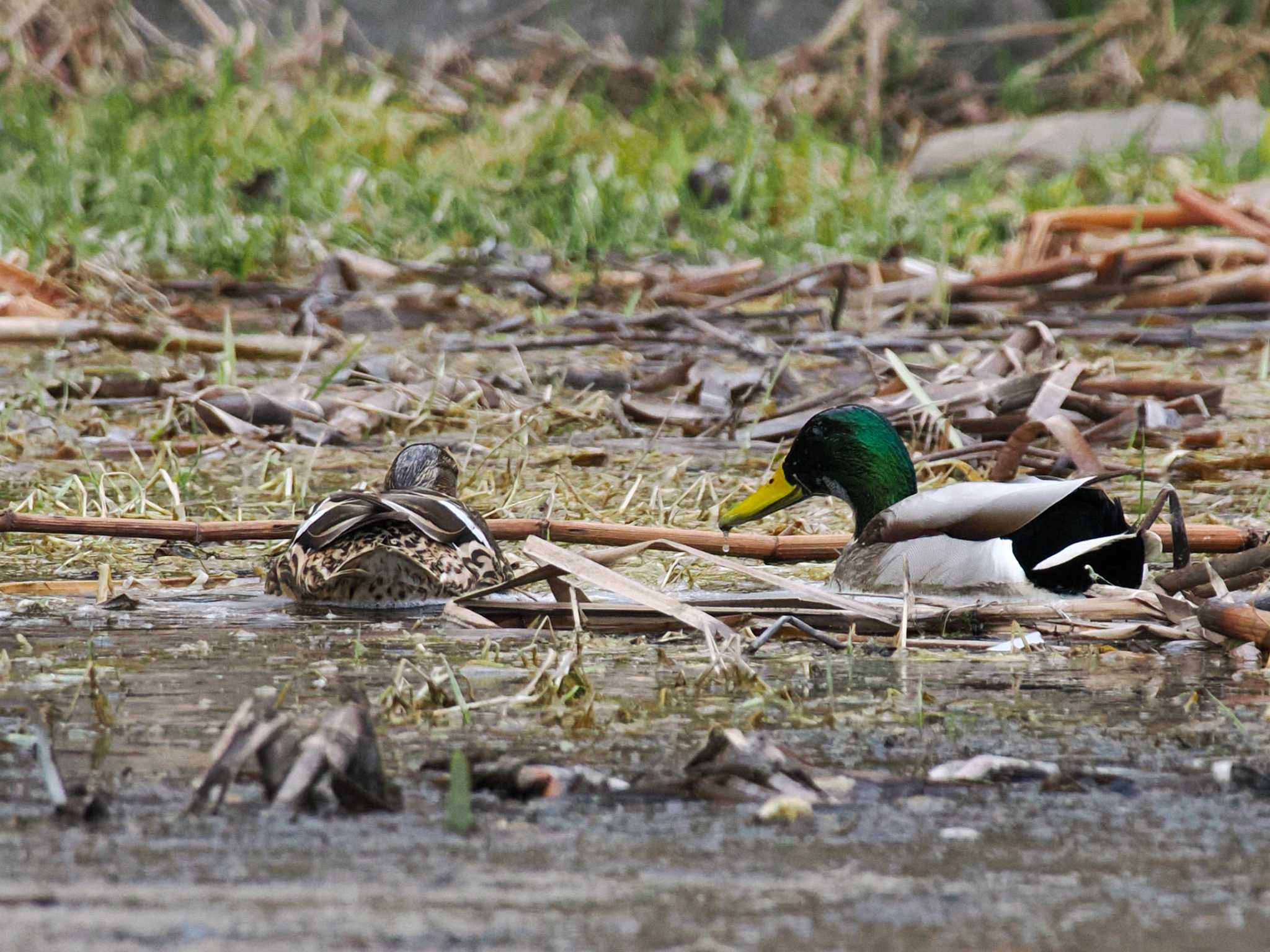 Photo of Mallard at 五天山公園(札幌市西区) by 98_Ark (98ｱｰｸ)