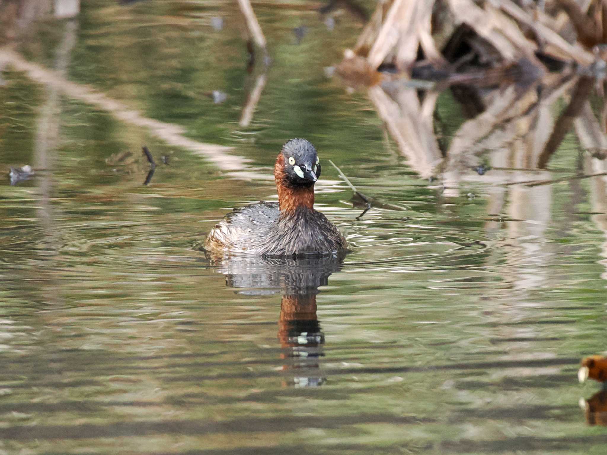 Photo of Little Grebe at 五天山公園(札幌市西区) by 98_Ark (98ｱｰｸ)