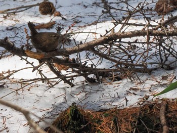 Eurasian Wren 宮城沢林道(札幌市西区) Sat, 4/13/2024