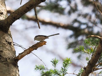 Long-tailed tit(japonicus) 宮城沢林道(札幌市西区) Sat, 4/13/2024