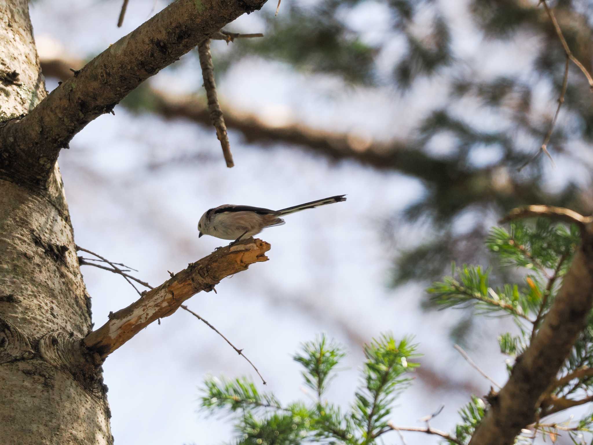 Long-tailed tit(japonicus)