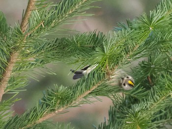 Goldcrest 宮城沢林道(札幌市西区) Sat, 4/13/2024