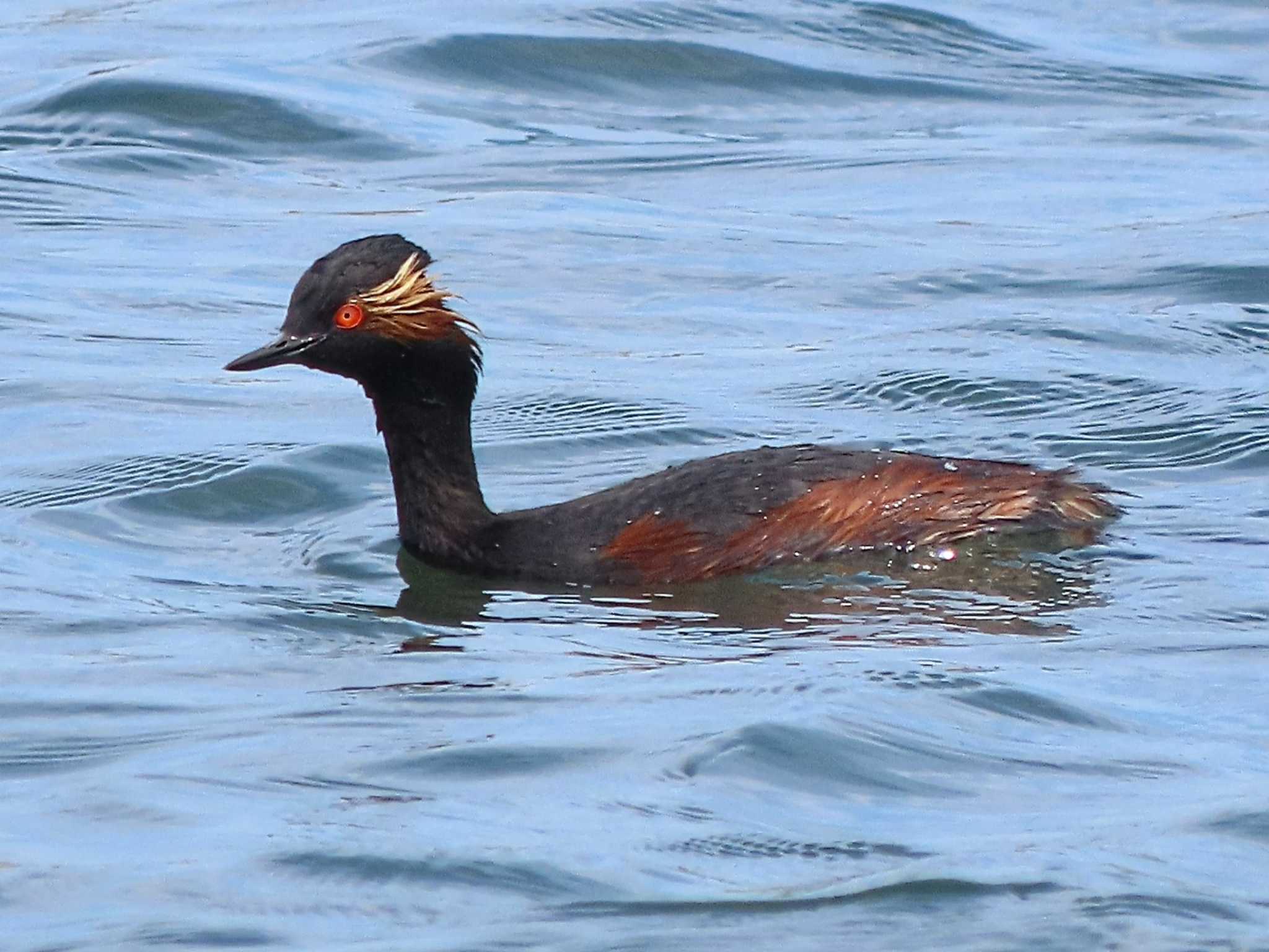 Photo of Black-necked Grebe at 三重 by あなちゃん