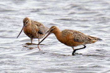 2024年4月13日(土) ふなばし三番瀬海浜公園の野鳥観察記録