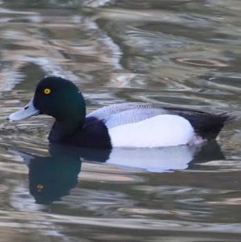 スズガモ 東京港野鳥公園 2024年4月13日(土)