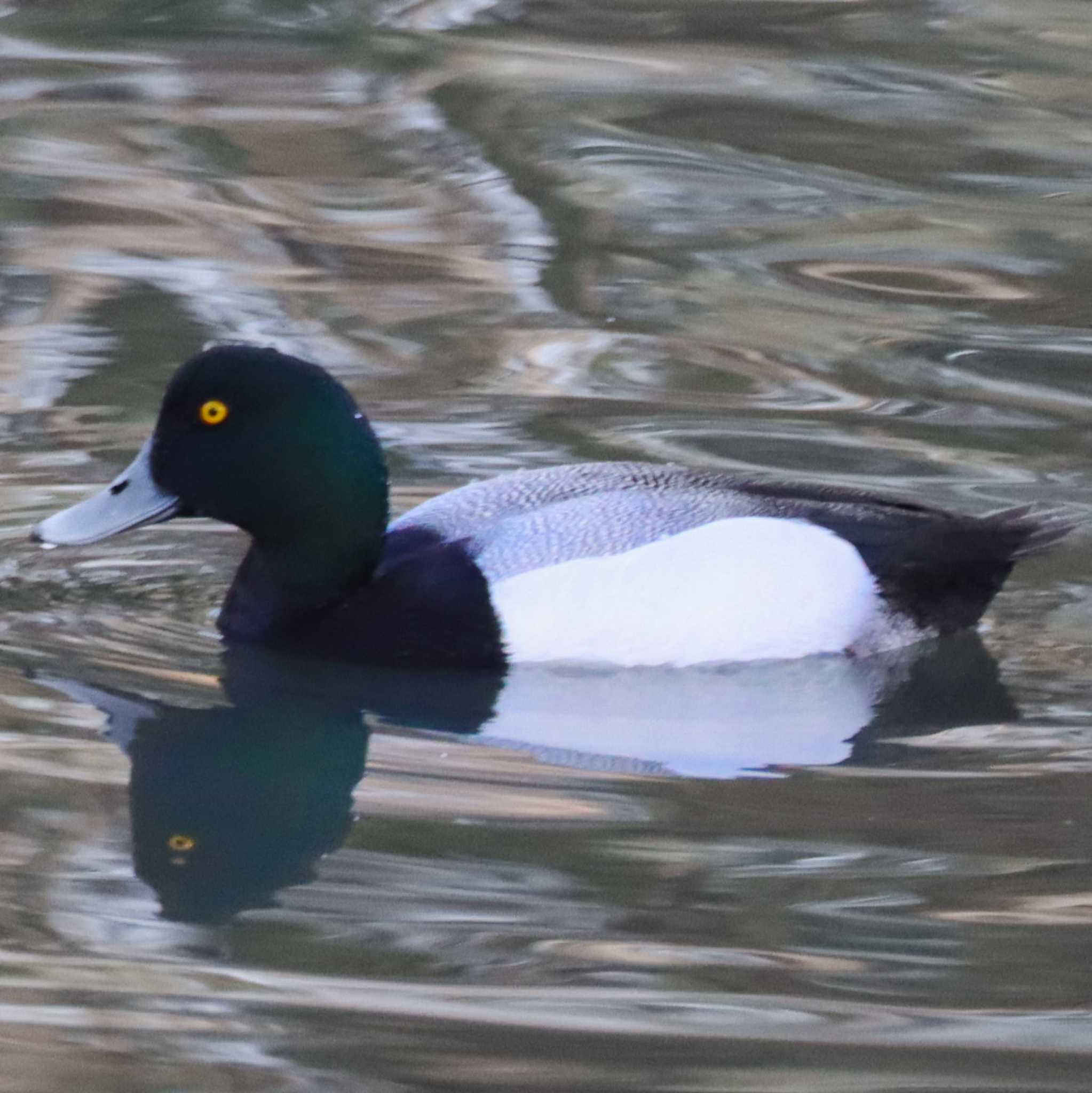 Photo of Greater Scaup at Tokyo Port Wild Bird Park by Kudo0927