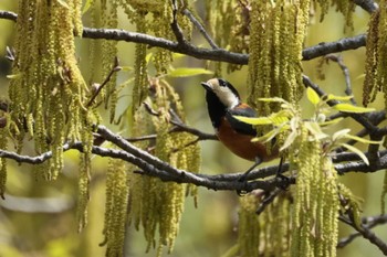 Varied Tit 横浜市公園 Sat, 4/13/2024