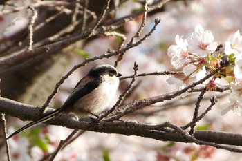 エナガ 東京都 2024年4月13日(土)