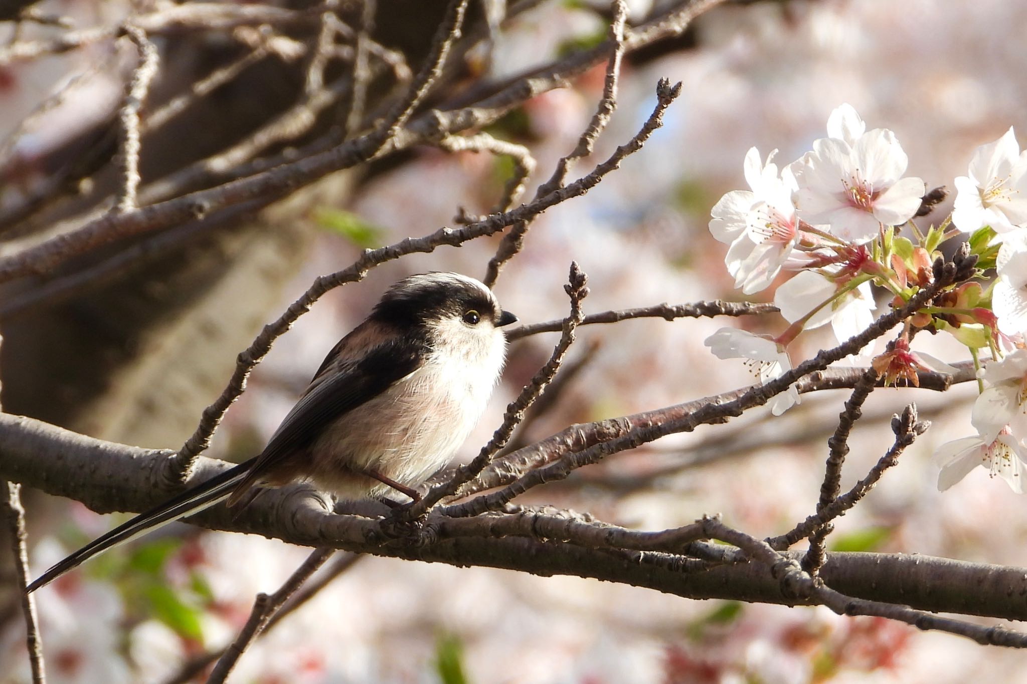 東京都 エナガの写真 by biglife_birds