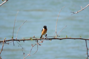 Amur Stonechat 石川県金沢市・犀川 Sat, 4/13/2024