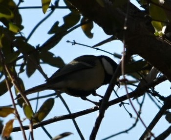 シジュウカラ 三木総合防災公園 2018年12月24日(月)