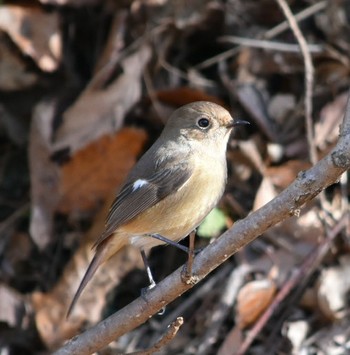 Daurian Redstart 三木総合防災公園 Mon, 12/24/2018