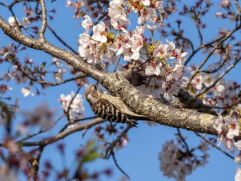 Japanese Pygmy Woodpecker 北条大池 Sat, 4/13/2024