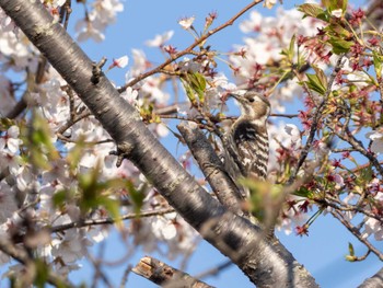 Japanese Pygmy Woodpecker 北条大池 Sat, 4/13/2024