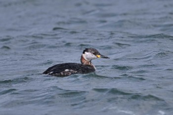 Red-necked Grebe 波崎漁港 Sat, 4/13/2024