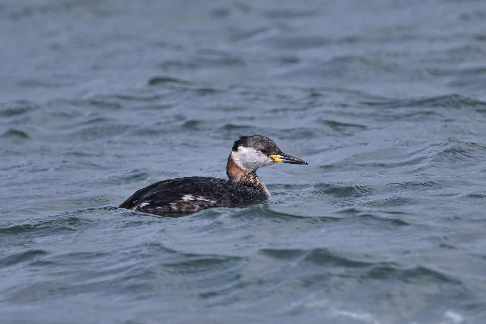 Photo of Red-necked Grebe at 波崎漁港 by ダイ