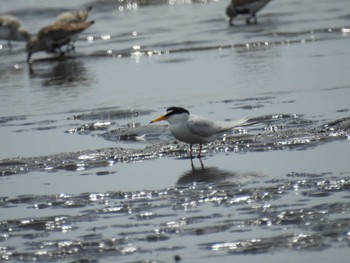 Little Tern Sambanze Tideland Sat, 4/13/2024