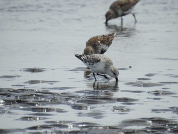 ミユビシギ ふなばし三番瀬海浜公園 2024年4月13日(土)