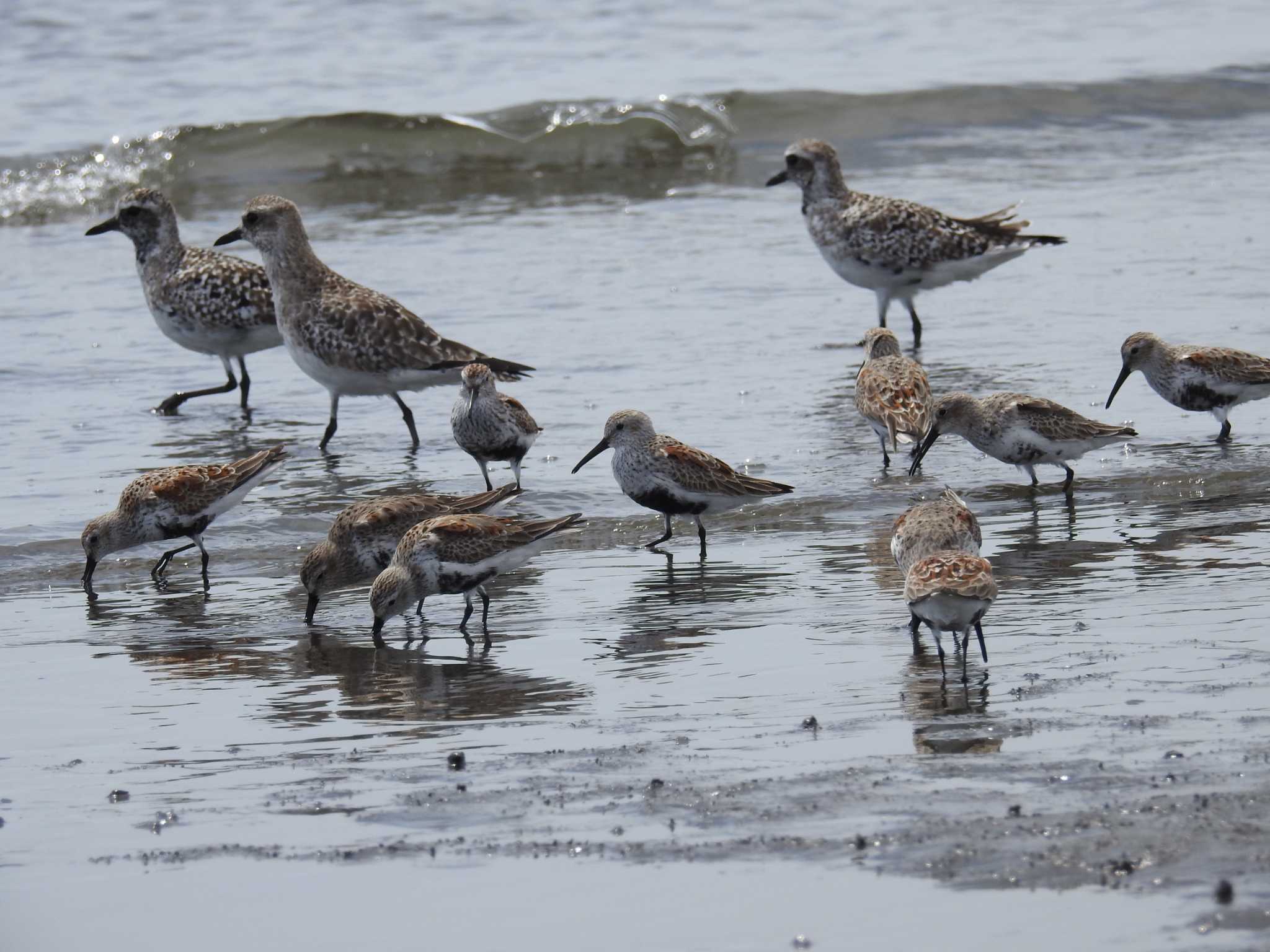 Photo of Dunlin at Sambanze Tideland by Kozakuraband