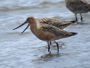 2024年4月13日(土) ふなばし三番瀬海浜公園の野鳥観察記録