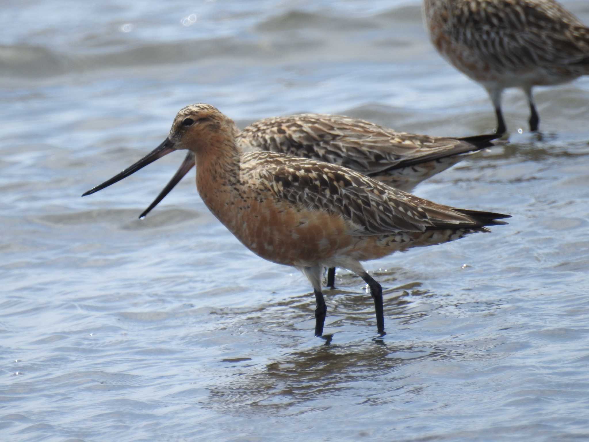 Bar-tailed Godwit