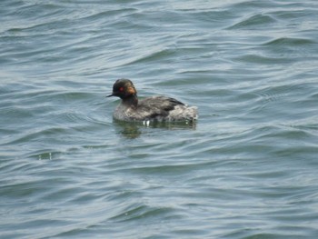 Black-necked Grebe Sambanze Tideland Sat, 4/13/2024