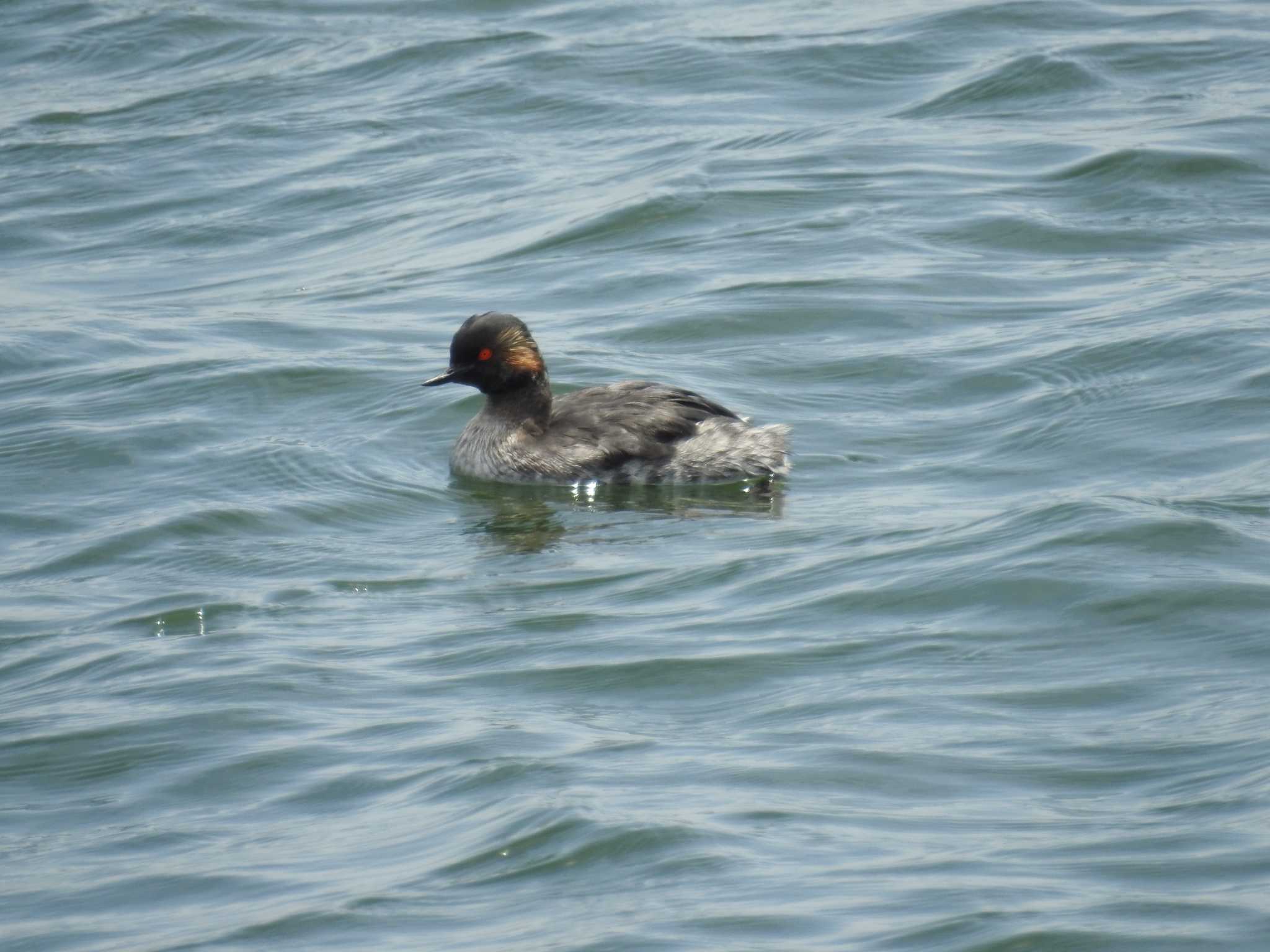 Photo of Black-necked Grebe at Sambanze Tideland by Kozakuraband