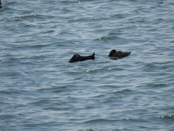 White-winged Scoter Sambanze Tideland Sat, 4/13/2024